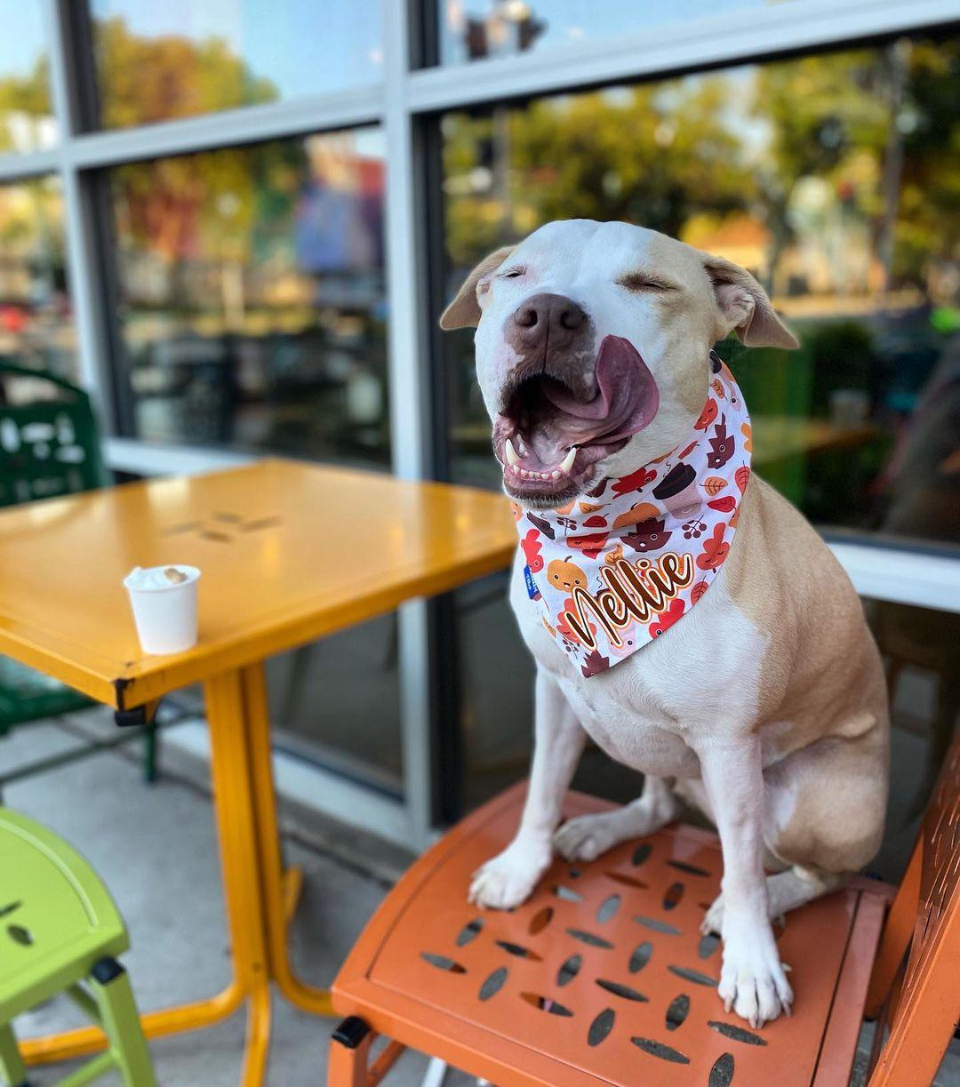 Pet Friendly Colectivo Coffee