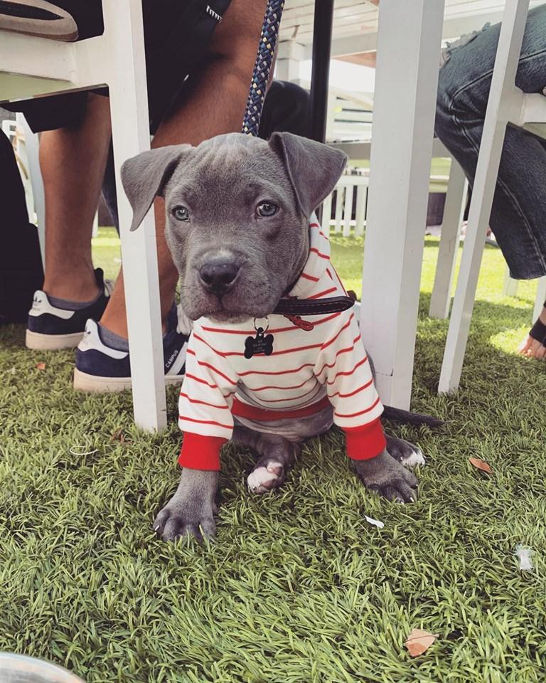 Block Table & Tap Pet Policy