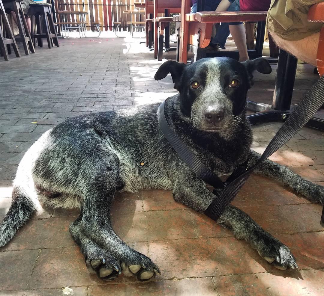 Sheraton Phoenix Airport Hotel Tempe Pet Policy