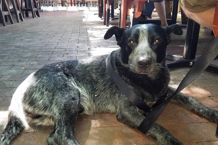 Pet Friendly Casey Moore's Oyster House
