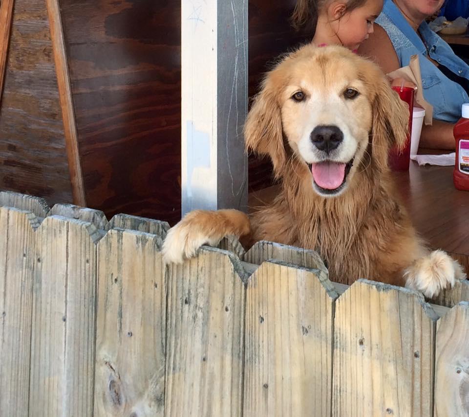 Dog Friendly Restaurants In Jacksonville Beach Fl Bringfido