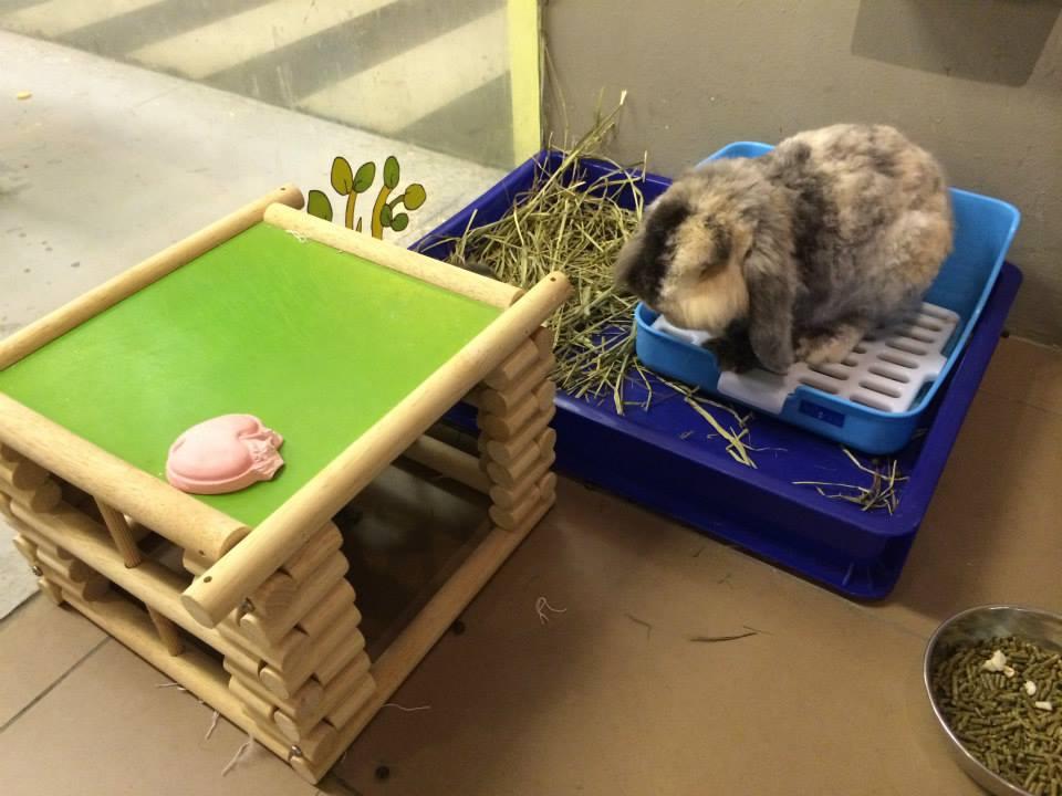 Dog Friendly Restaurants in Johor Bahru, MY BringFido