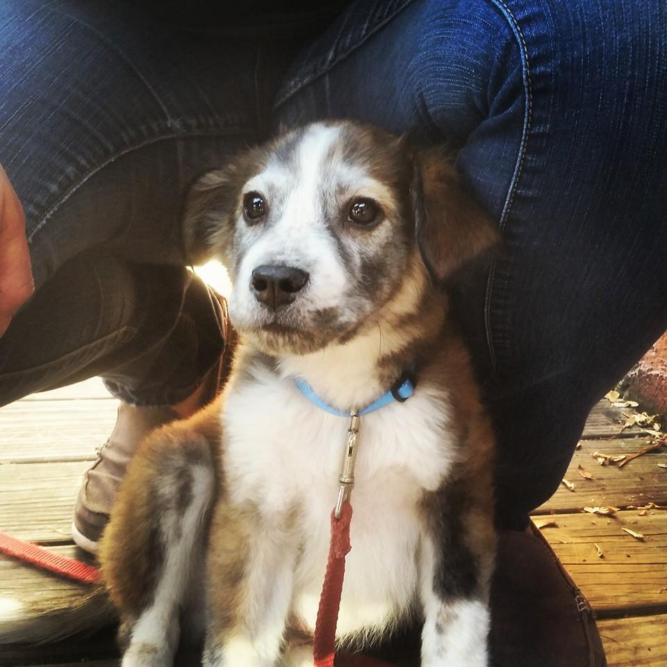 Dog Friendly Restaurants In Sugar Ski Mountain Nc Bringfido
