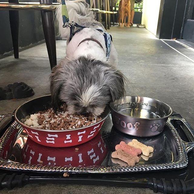 Dog Friendly Restaurants in Los Angeles CA BringFido