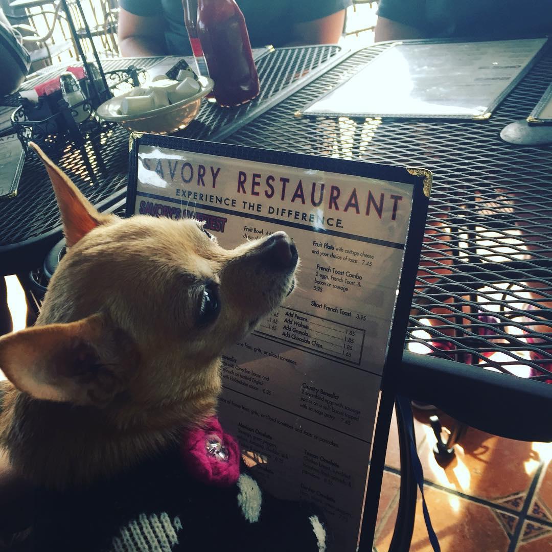 Dog Friendly Restaurants in Largo, FL BringFido