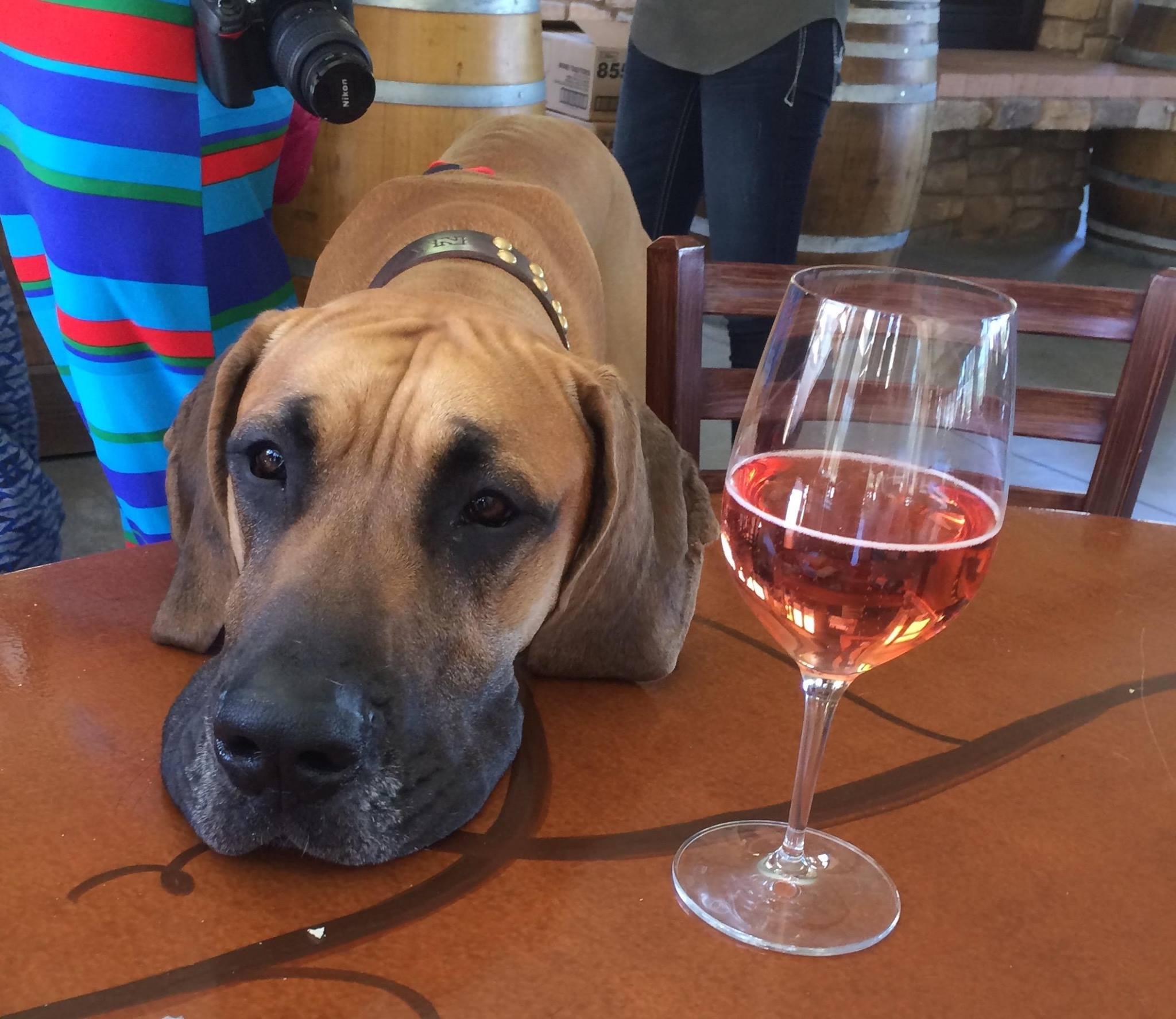 Pet Friendly The Cave Cafe at Oak Mountain Winery