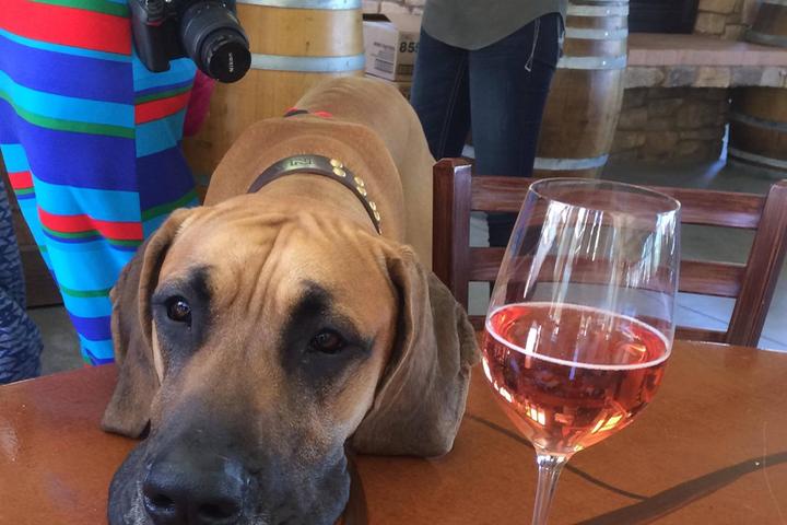Pet Friendly The Cave Cafe at Oak Mountain Winery