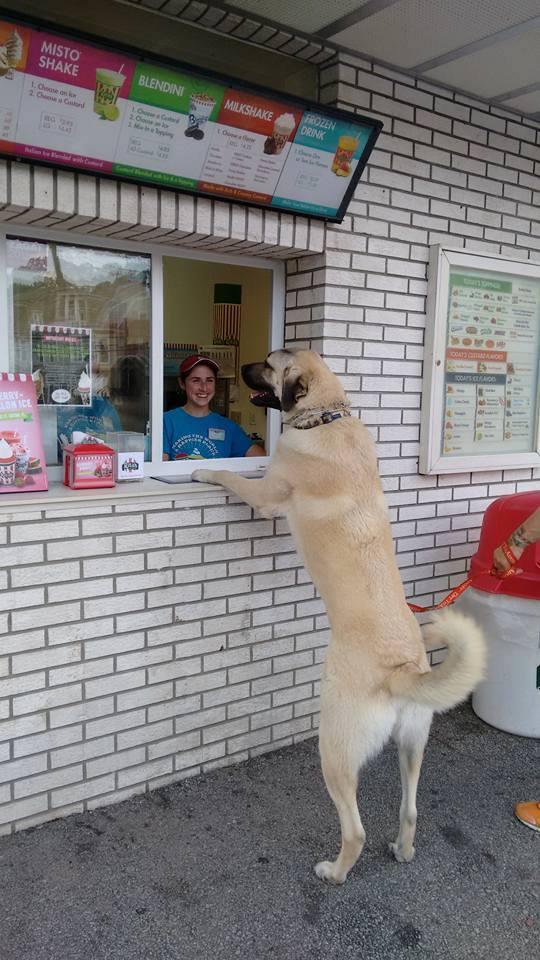 italian ice for dogs