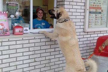 Rita S Italian Ice Is Pet Friendly