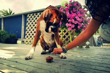 Dog Friendly Restaurants In Wellington Nz Bringfido