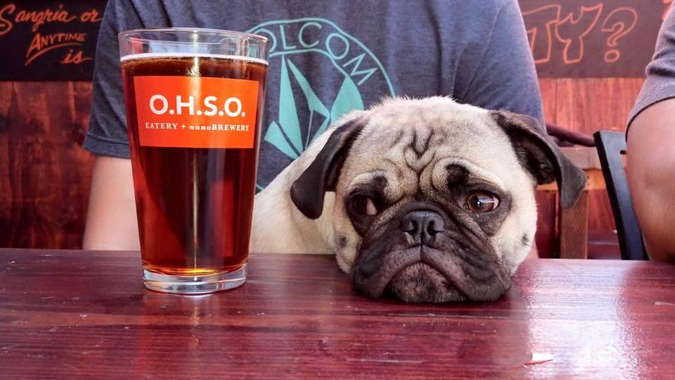 Pet Friendly OHSO Brewery Paradise Valley