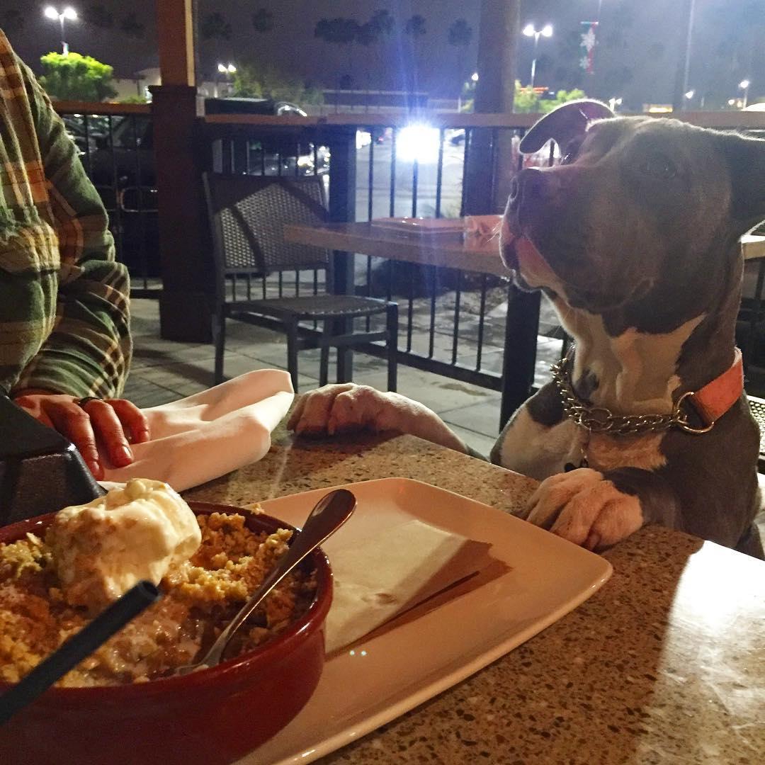 Dog Friendly Restaurants In Bell Gardens Ca Bringfido
