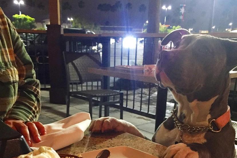 Dog Friendly Restaurants in Bellflower, CA BringFido