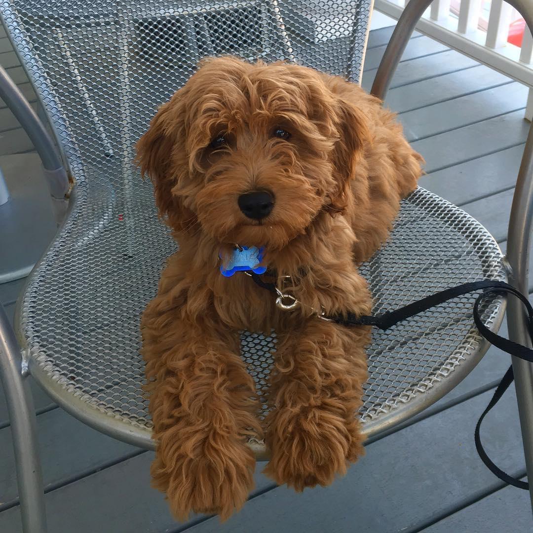 The Black Cat Tavern Is Pet Friendly