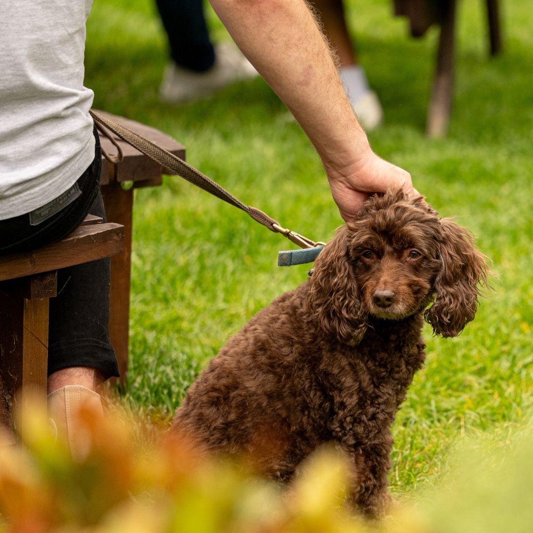 Pet Friendly The Maltings