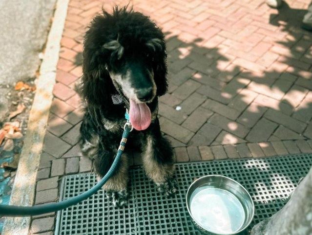 Pet Friendly Collins Quarter