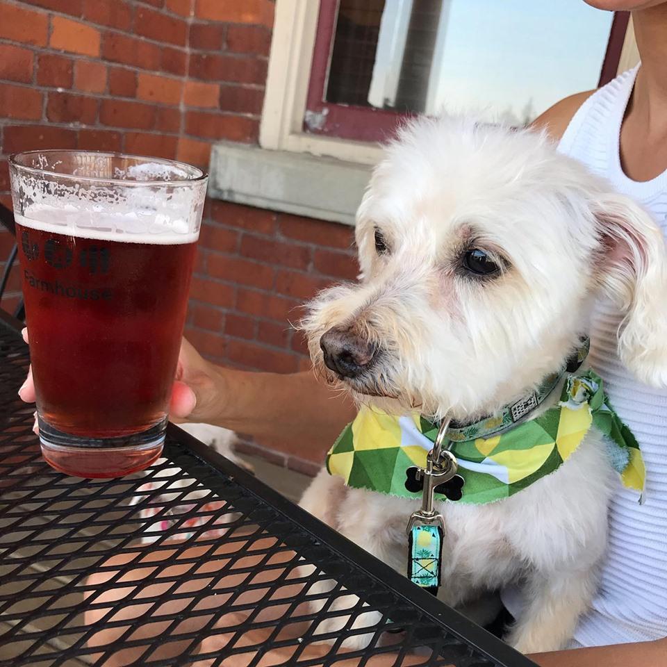 Dog Friendly Restaurants In Barrie On Bringfido