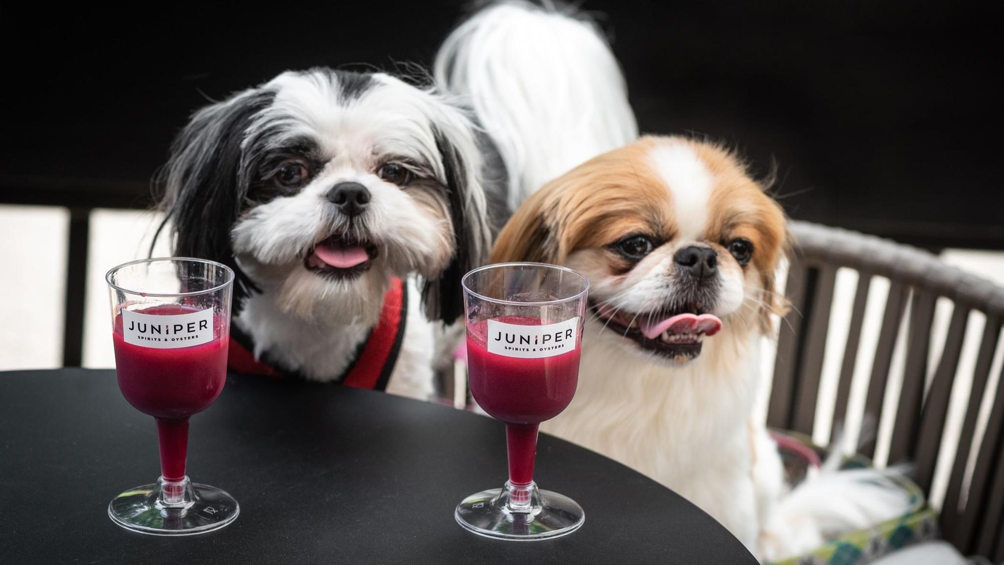 Yates Street Taphouse Pet Policy