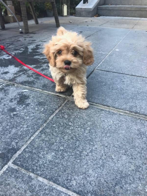 Dog Friendly Restaurants in Clonmel IE BringFido