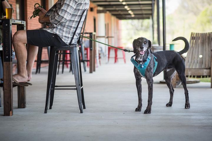 Pet Friendly Point Remove Brewing Company