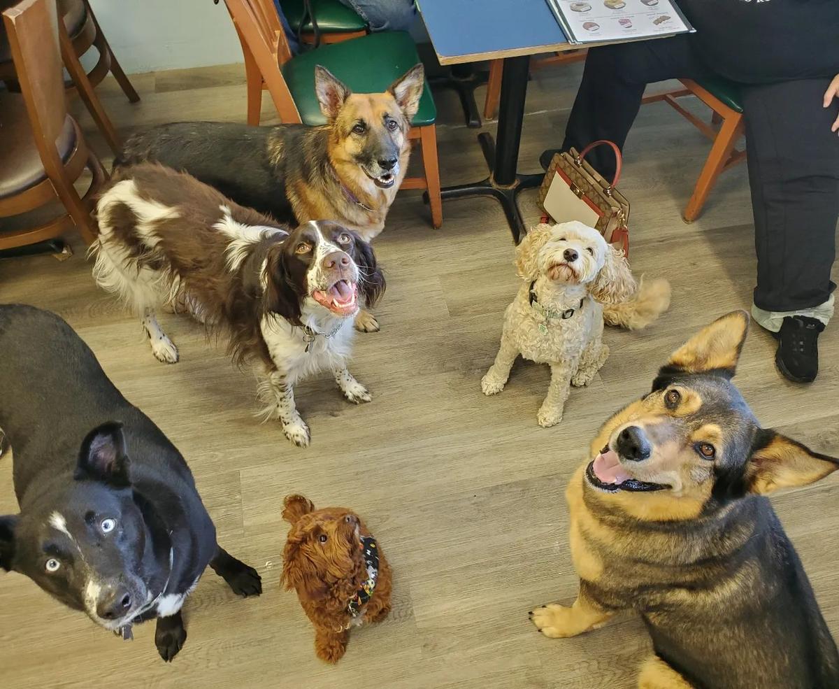 coffee shop with dogs near me