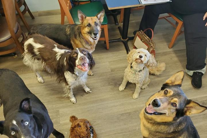 Pet Friendly Bring Your Dog Cafe