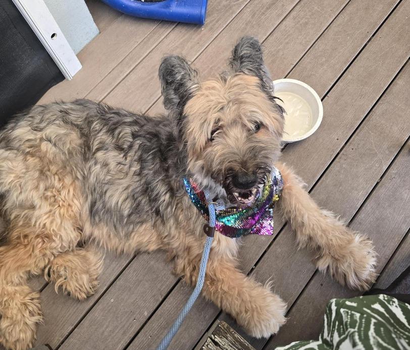 Pet Friendly Coconuts