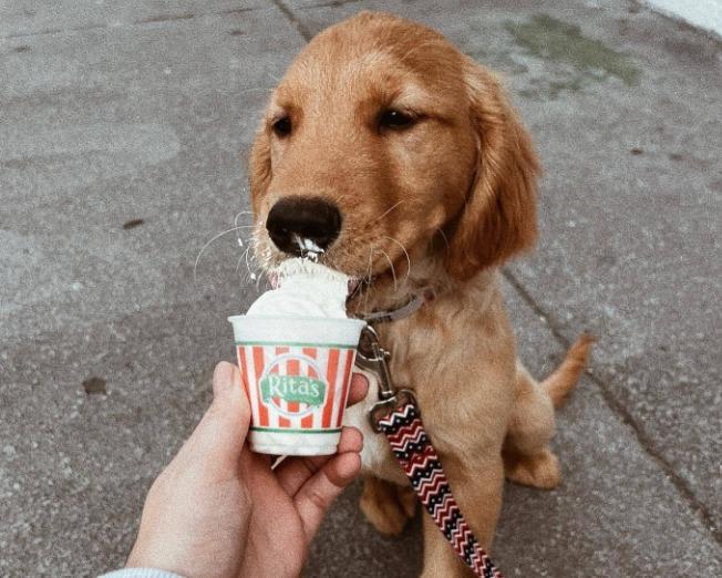 Puppy ice cream near me online