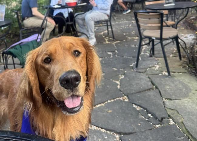 Pet Friendly Rolando's