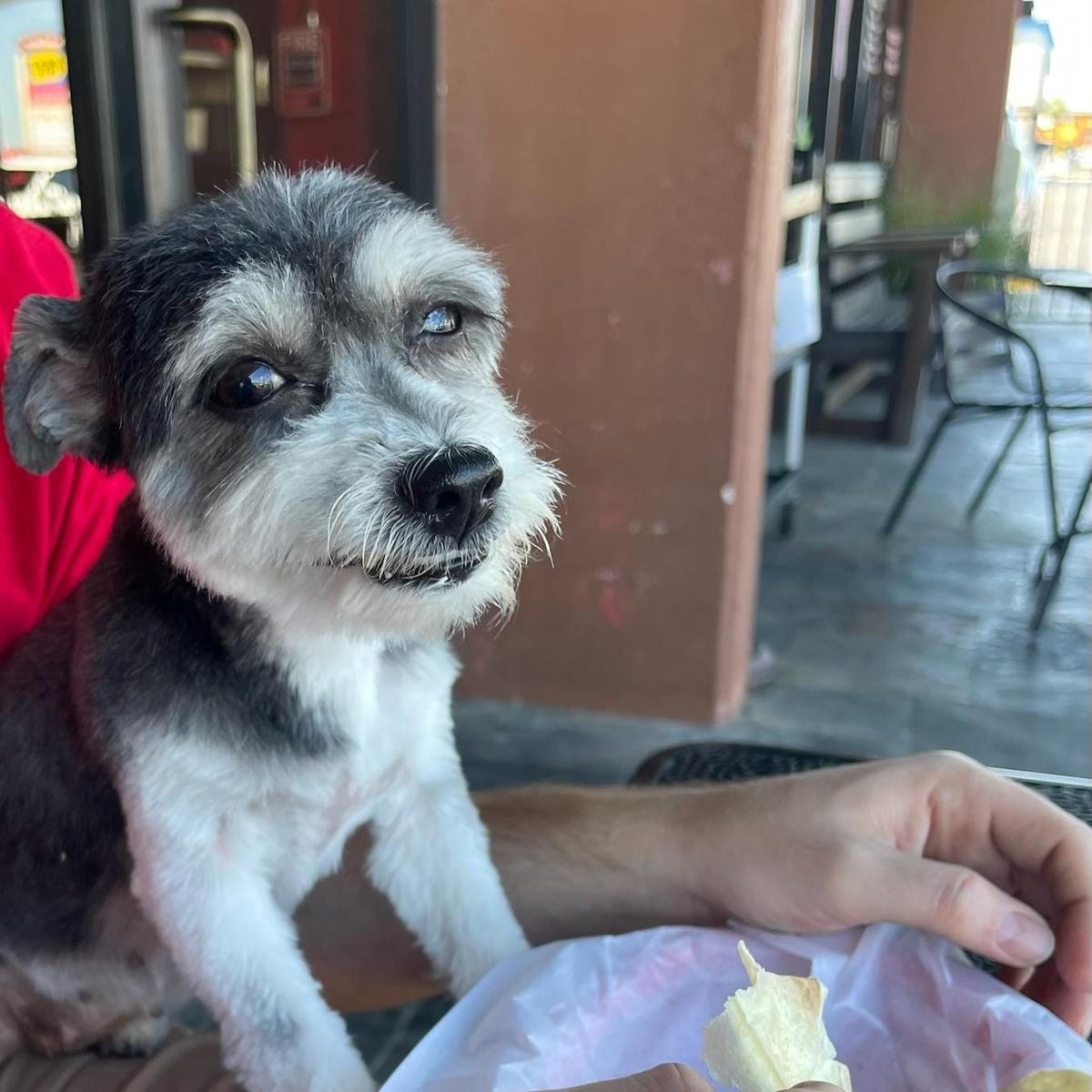 Dog Friendly Restaurants in Beaumont TX BringFido