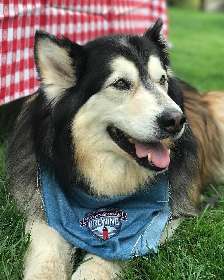 Lake Charlevoix Brewing Co. Permanently Closed Is Pet Friendly