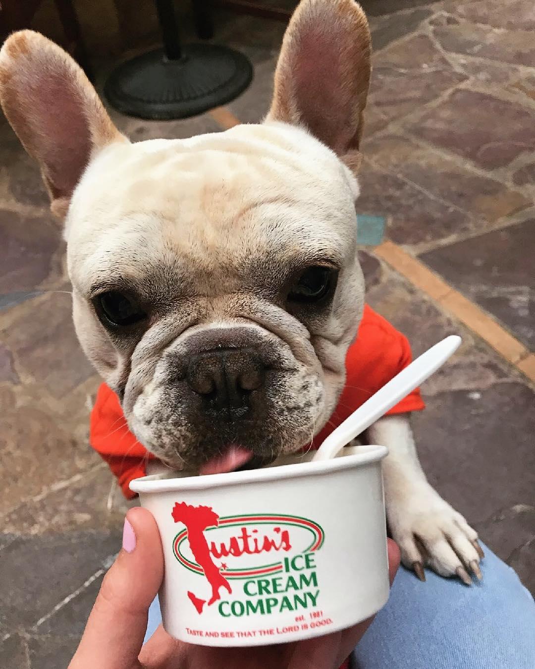 dog friendly ice cream near me