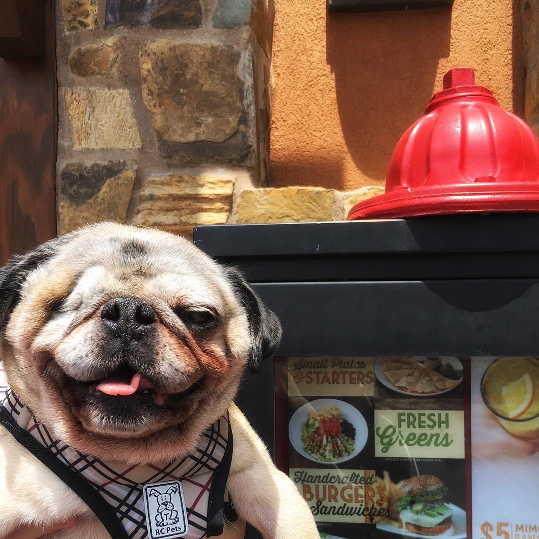 Lazy Dog Restaurant & Bar Is Pet Friendly