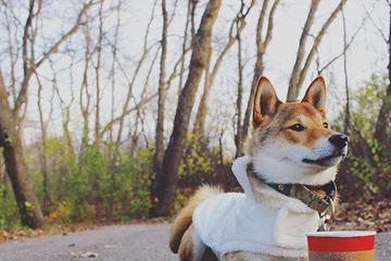 Dog Friendly Restaurants In Middletown De Bringfido Dog Friendly Restaurants In Middletown De Bringfido