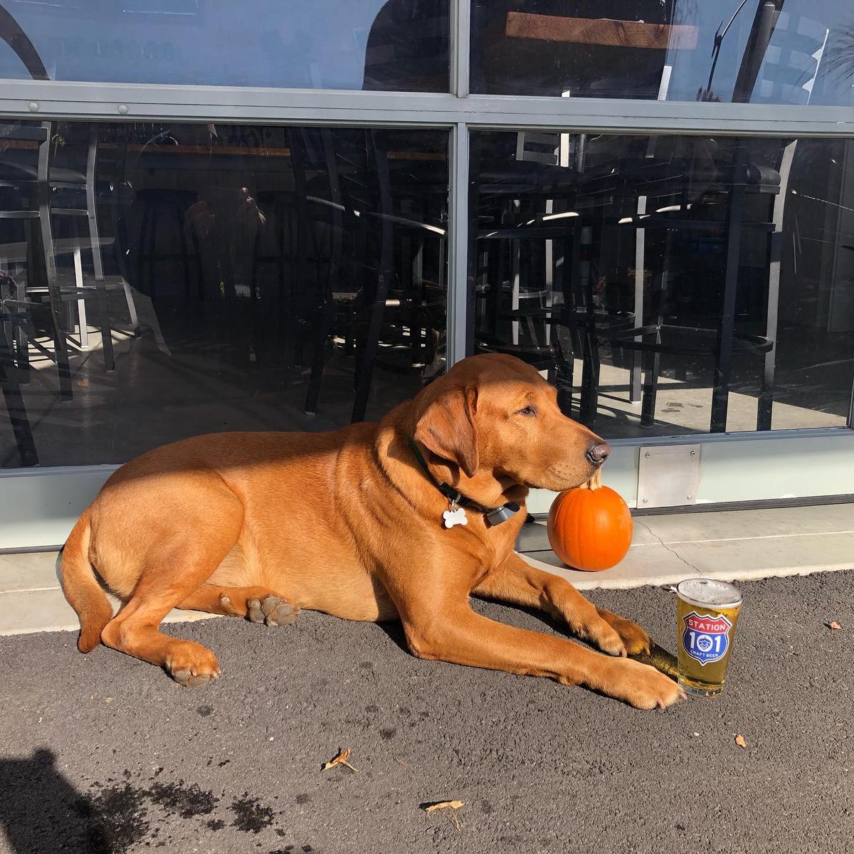 Dog Friendly Restaurants in Milford, NH - BringFido