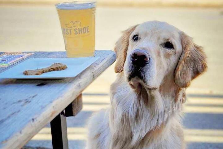 Pet Friendly Lost Shoe Brewing and Roasting Company