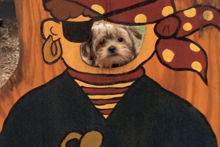 Dog Friendly Restaurants In Hummelstown Pa - Bringfido Dog Friendly Restaurants In Hummelstown Pa - Bringfido