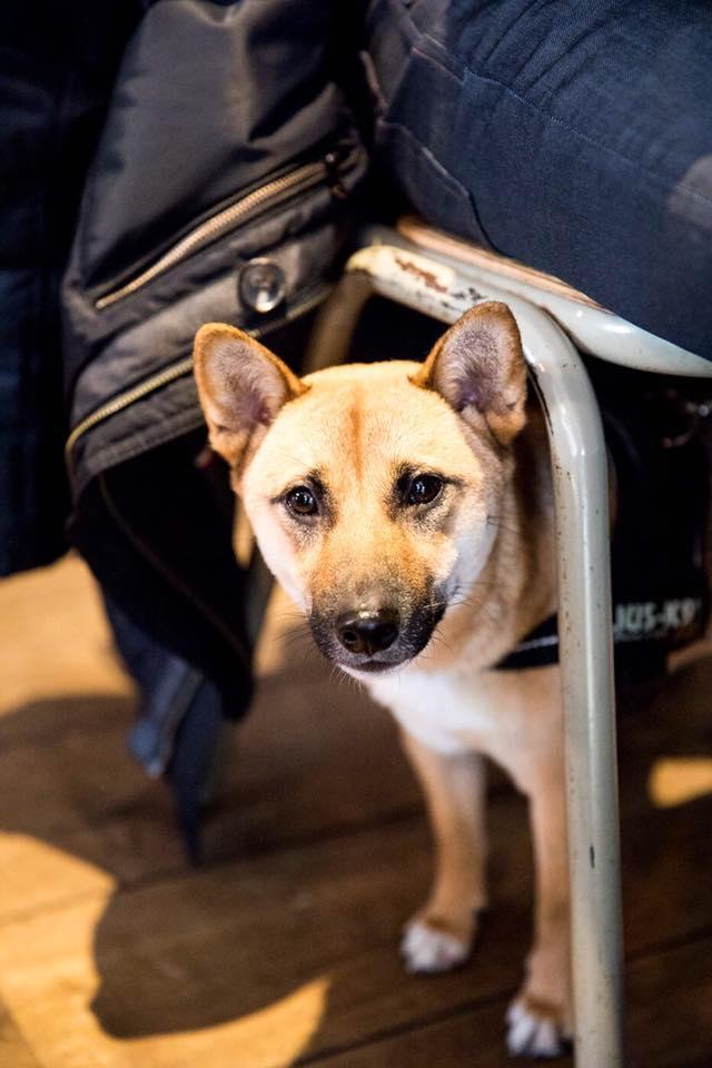 are dogs allowed in restaurants in amsterdam