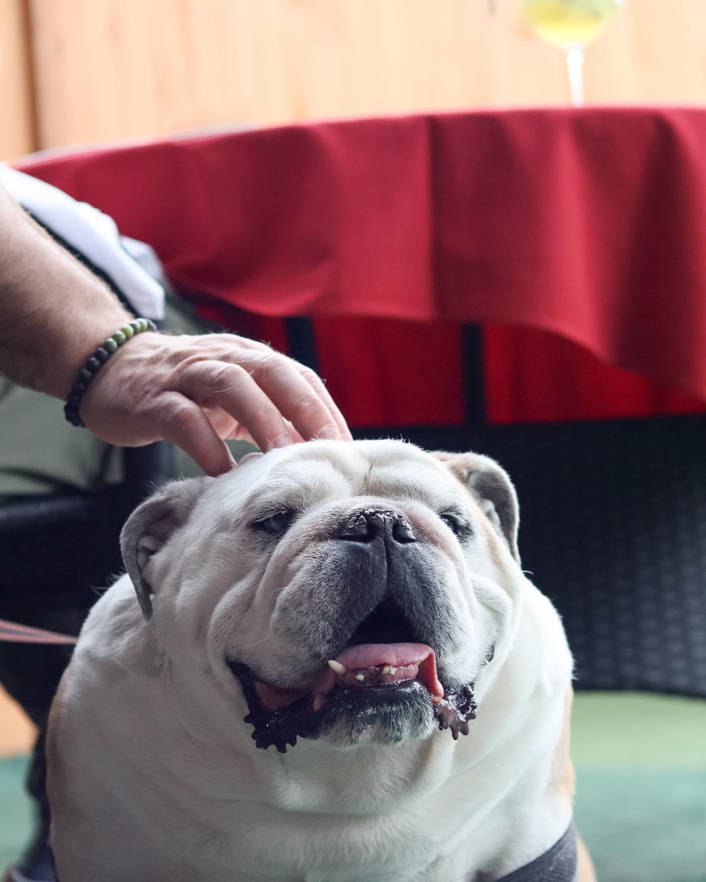 Pet Friendly Osteria Chef's Table
