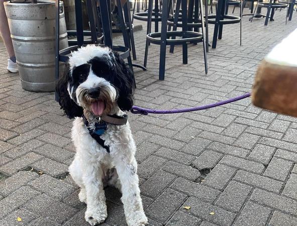 Pet Friendly Great Lakes Brewing Company