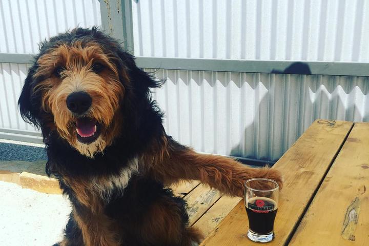Pet Friendly Manitoulin Brewing Company