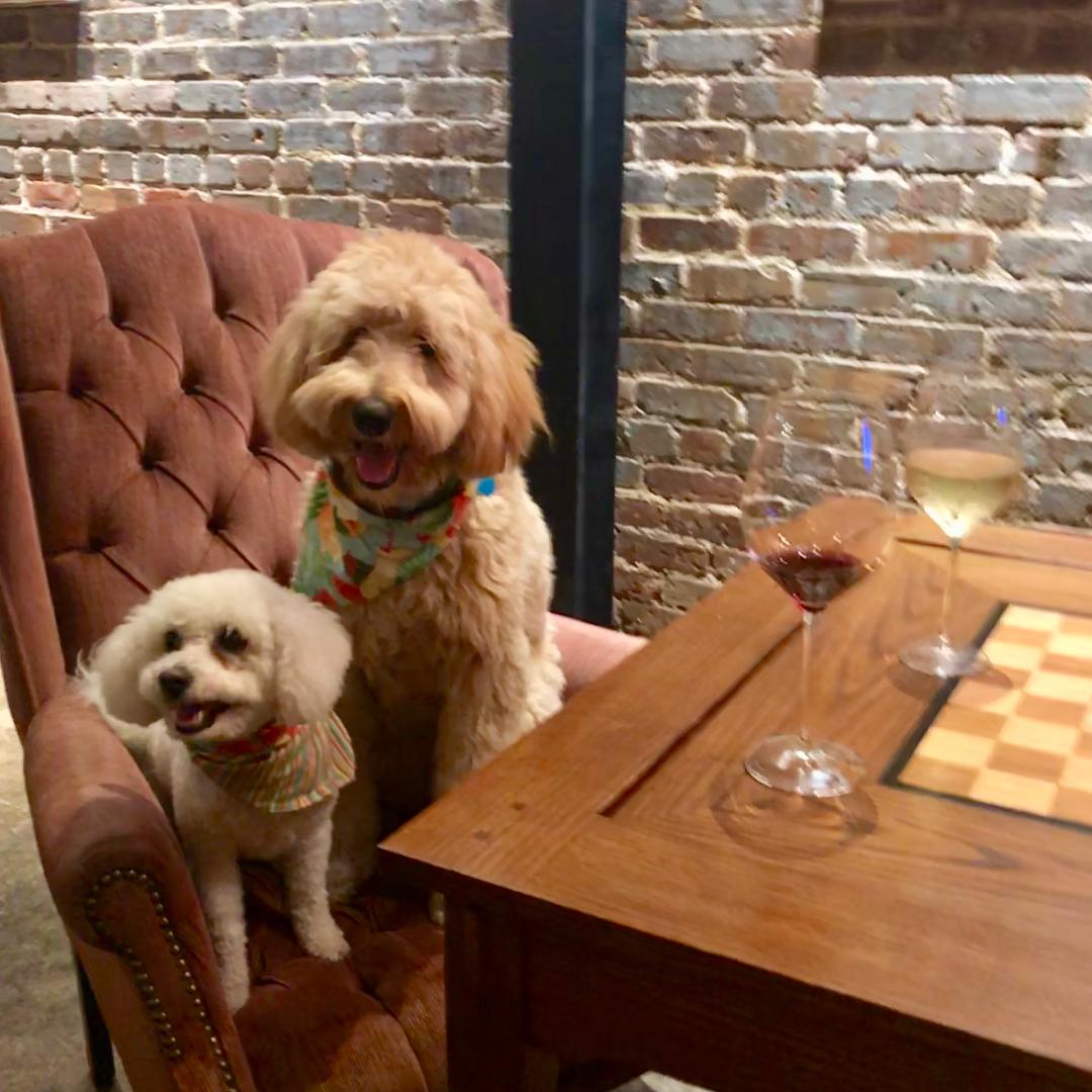District Wine Bar Is Pet Friendly