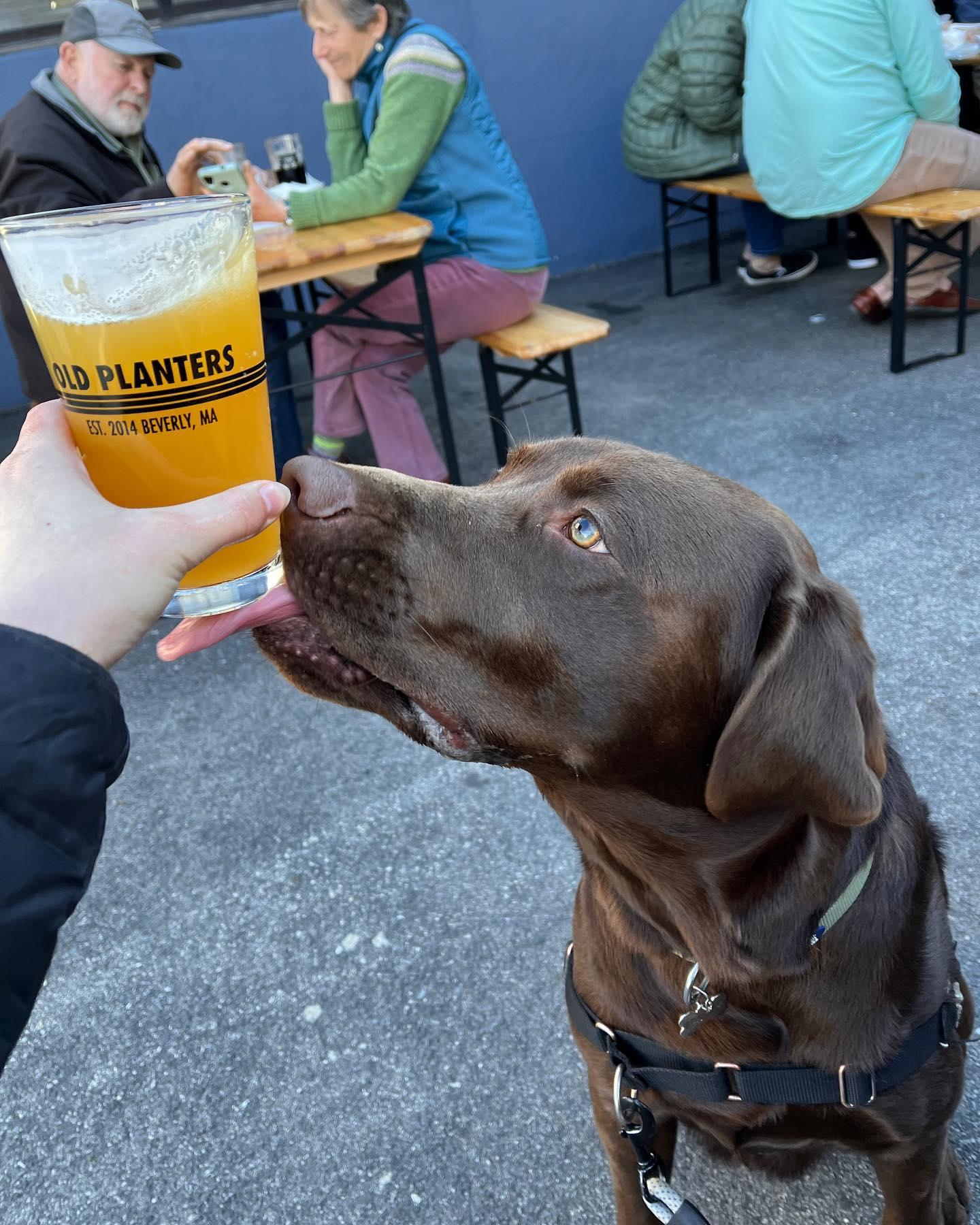 Old Planters Brewing Co. Pet Policy