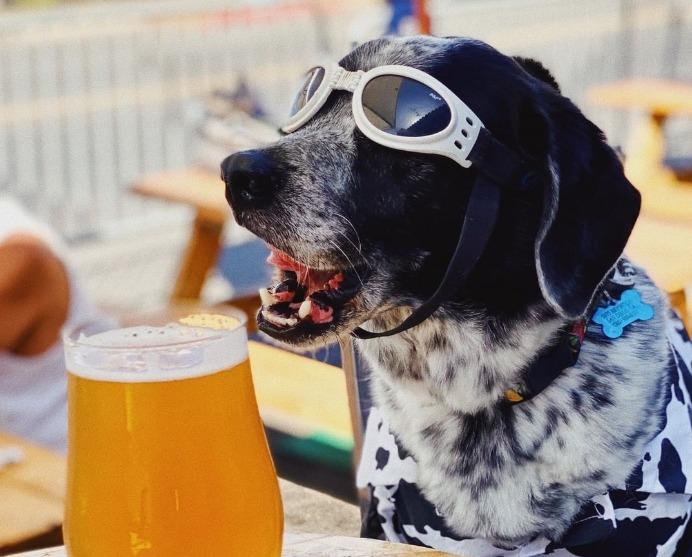Pet Friendly Mike Hess Brewing