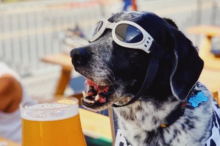 Pet Friendly Mike Hess Brewing