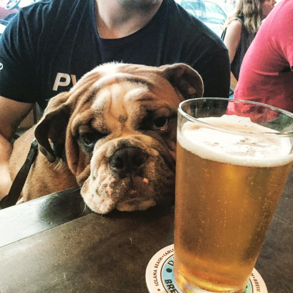 Pet Friendly SD TapRoom