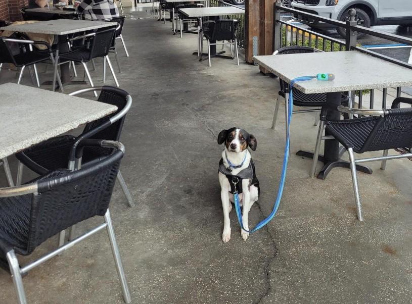 Pet Friendly Abuelo's