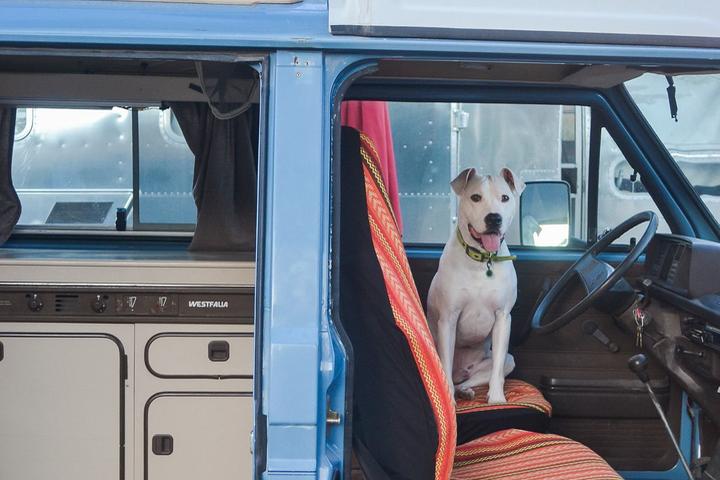 Pet Friendly Nomad Cafe and Retro RV Resort