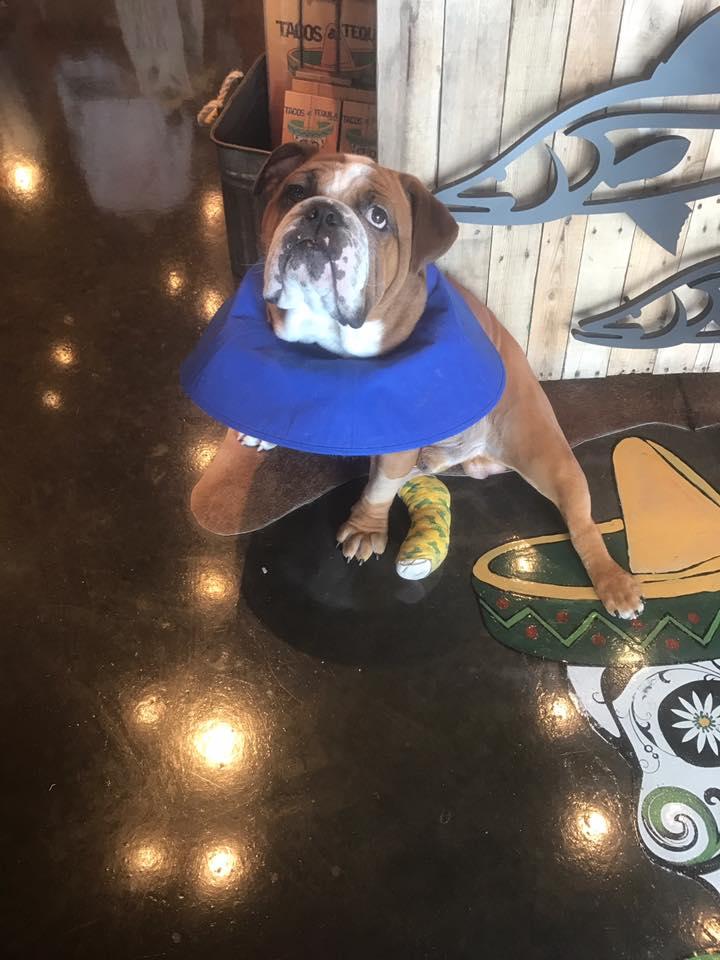 Tacos & Tequila Cantina Is Pet Friendly