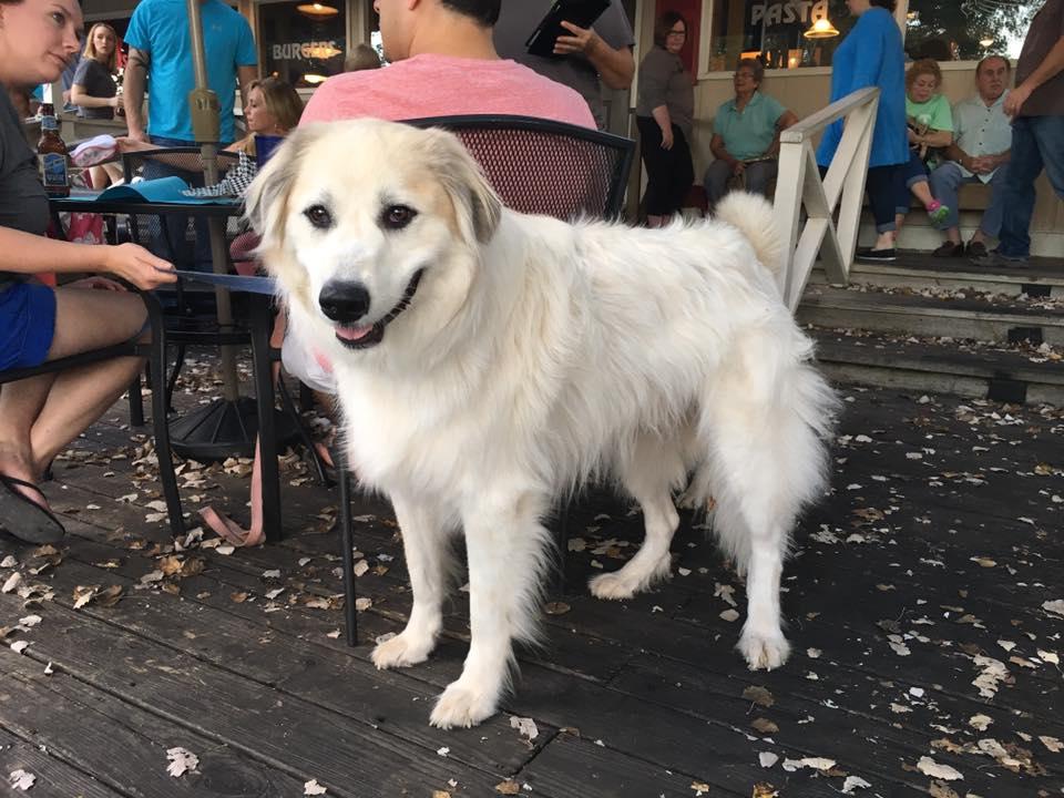 Pet Friendly Steve’s Landing Waterfront Grill